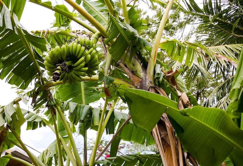 تختخواب و صبحانه El Pacifico