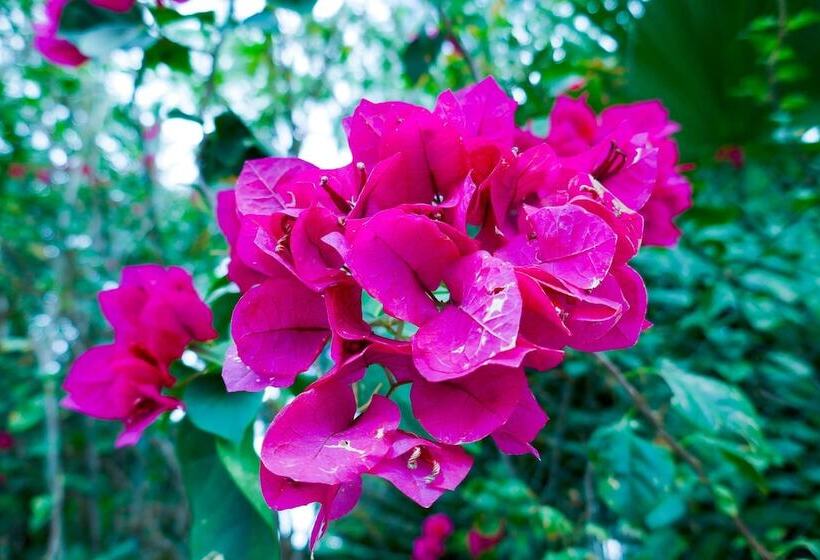 تختخواب و صبحانه El Pacifico