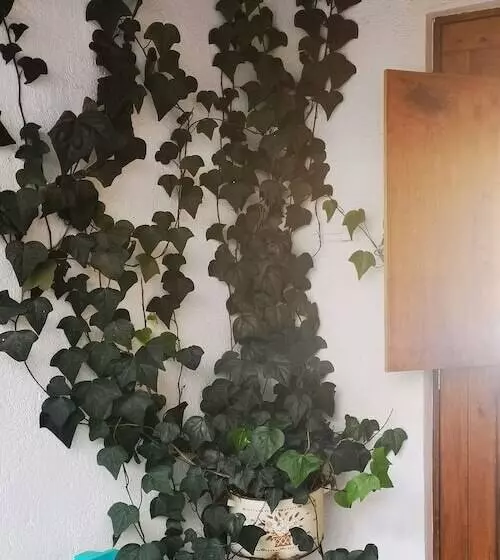 Santa Josefita Bed & Breakfast