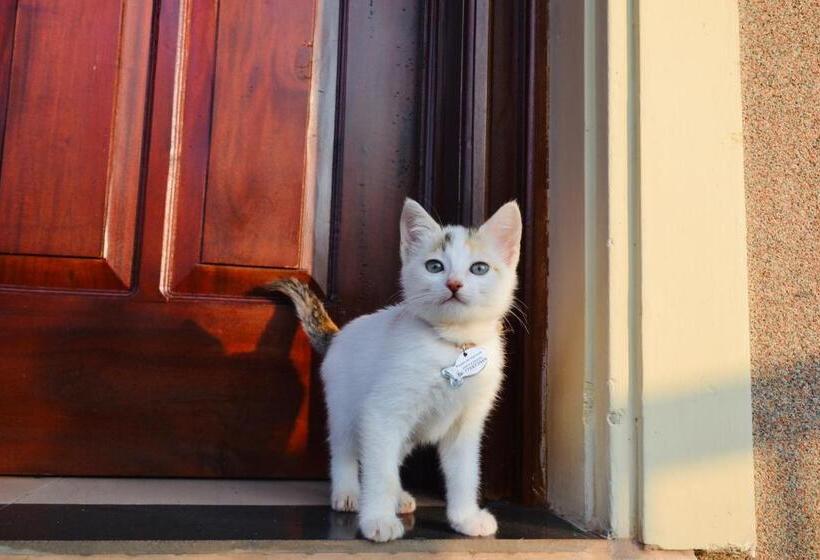 Cămin 中国蒲公英民宿山景别墅与中餐dandelion Guest House Villa With Mount View