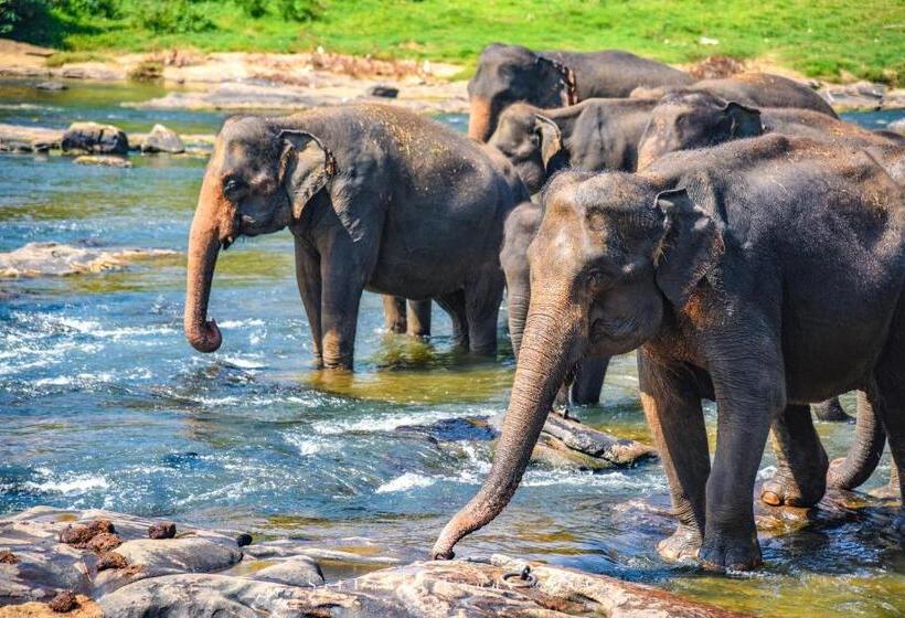 Cămin 中国蒲公英民宿山景别墅与中餐dandelion Guest House Villa With Mount View