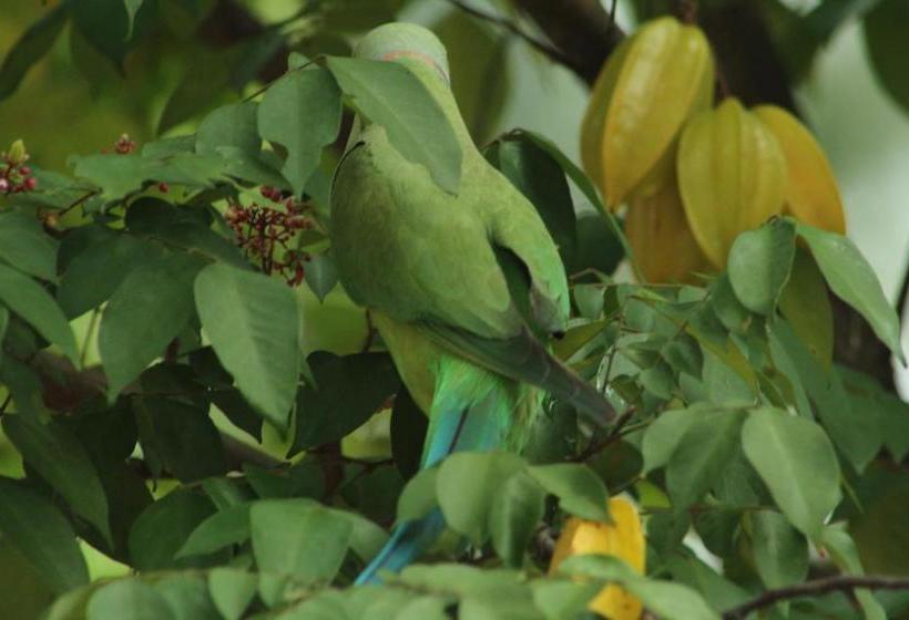 Hostel Kandy Lake Heaven