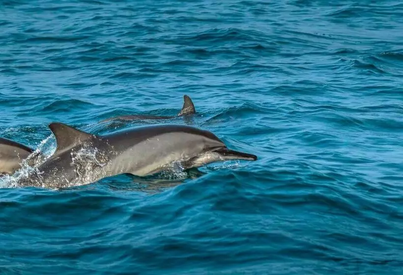 هتل Atara Lagoon Kalpitiya