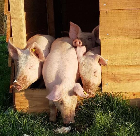 酒店 ,herberg & Appartementen De Smidse