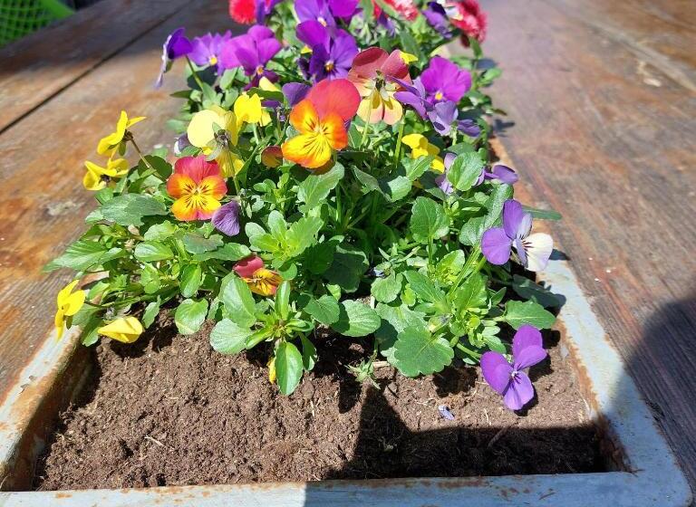 בית מלון כפרי Simplon Hostel