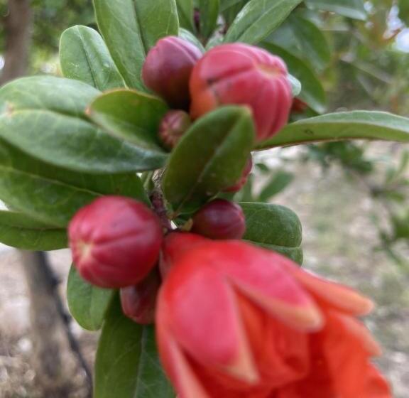 Nocleg ze śniadaniem Bnb Noto Charming Tiny House