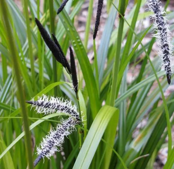 تختخواب و صبحانه Hyphocus Inn