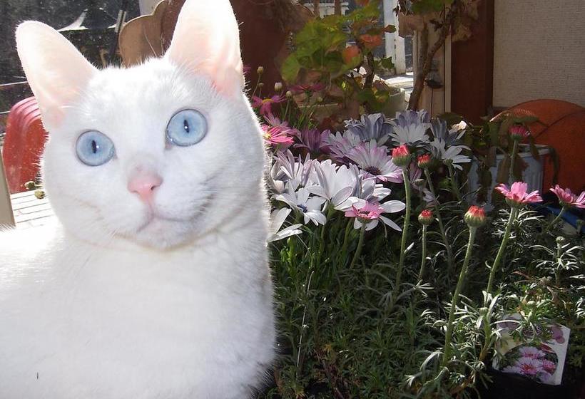 ベッドアンドブレックファースト Natural House Pure 21