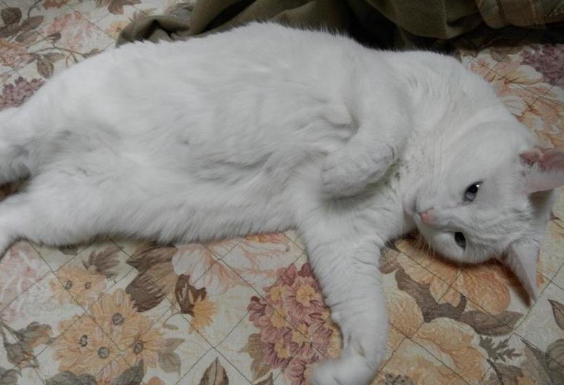 צימר Natural House Pure 21