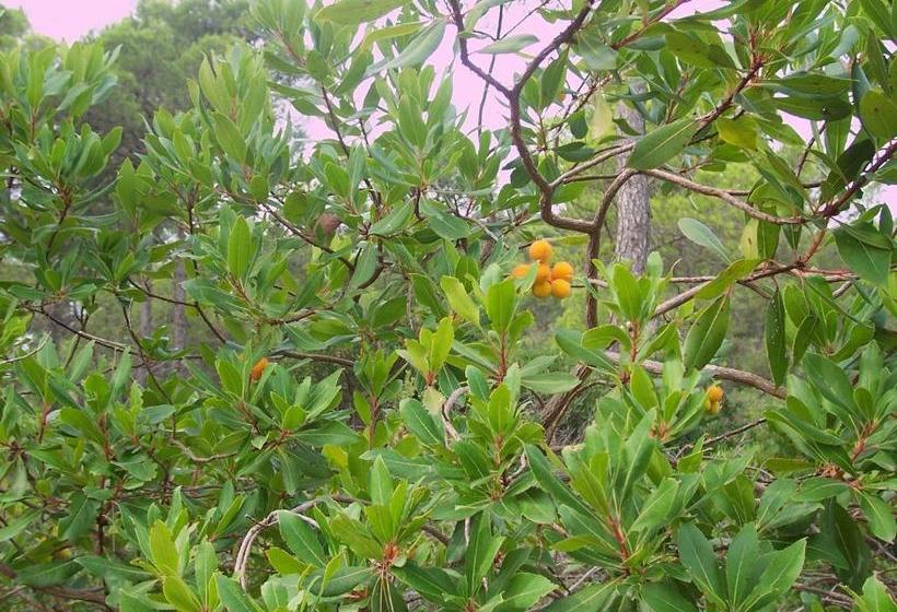 Общежитие Aljibe De Monastrell