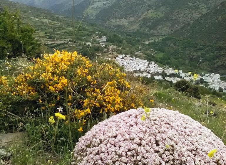 ベッドアンドブレックファースト Refugio Alpujarra Alta
