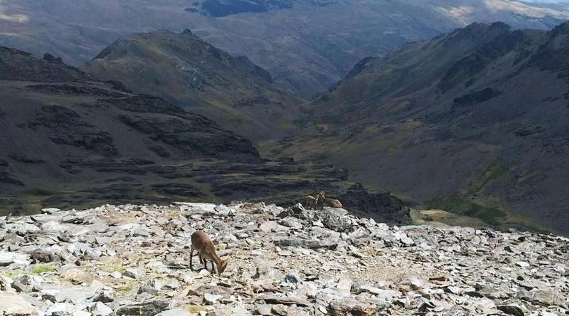 ベッドアンドブレックファースト Refugio Alpujarra Alta