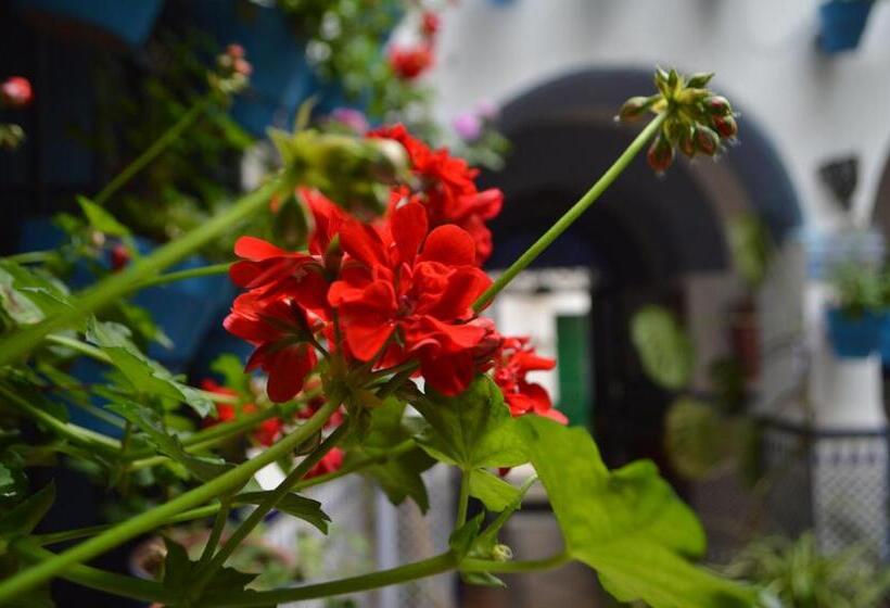 هاستل The Dreamers&co