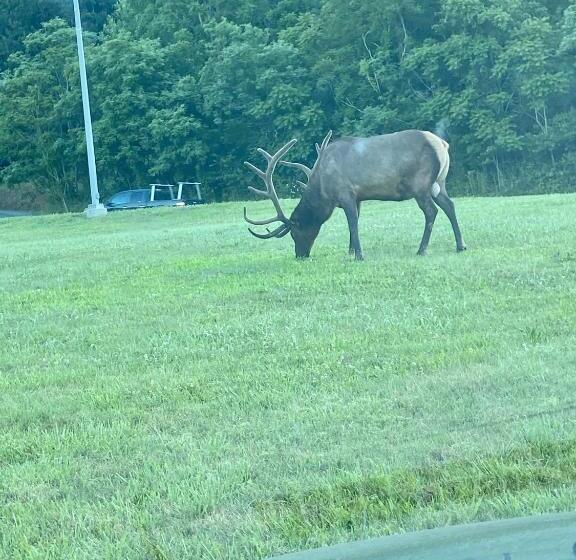 فندق على الطريق Smoky Mountain Inn & Suites