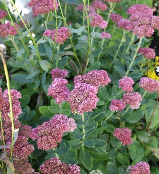 An English Garden Bed & Breakfast