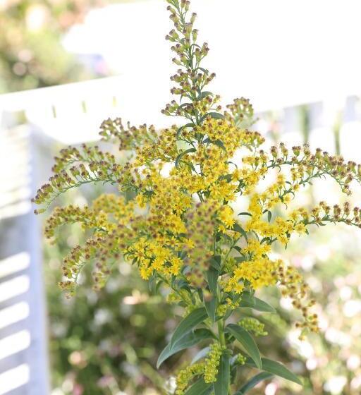 An English Garden Bed & Breakfast
