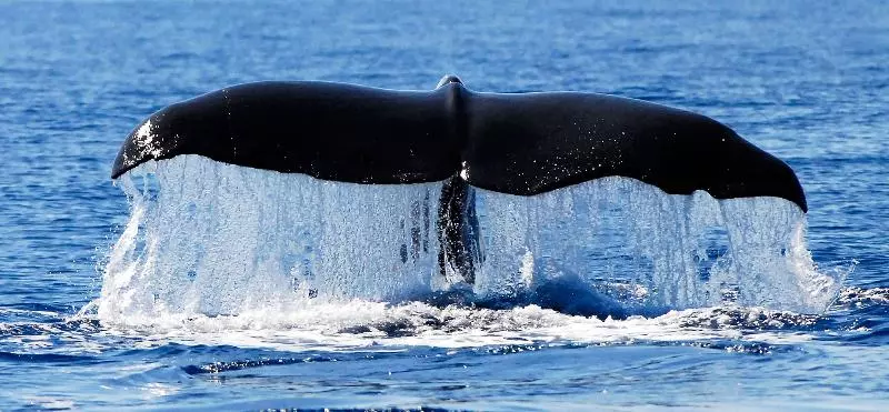 Partenope Hostel And Suites