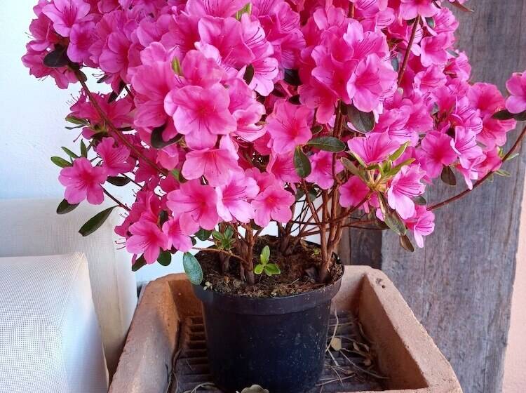 پانسیون Suite B&b, Private 2 Bedrooms Living And Pool No Kitchen