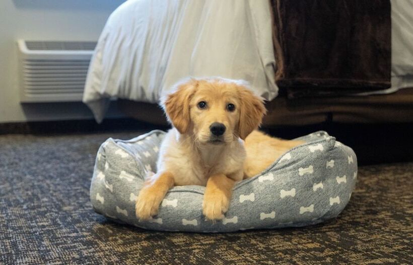 My Place Hotel Randolph, Vt