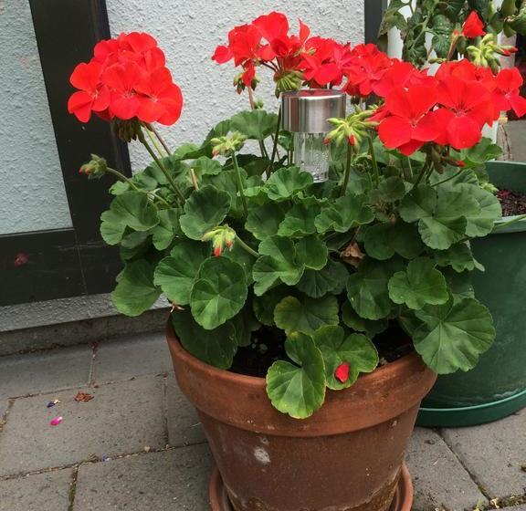 Garden Bed And Breakfast