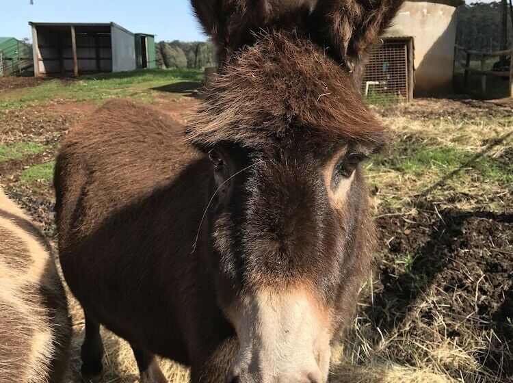Pump Hill Farm Cottages
