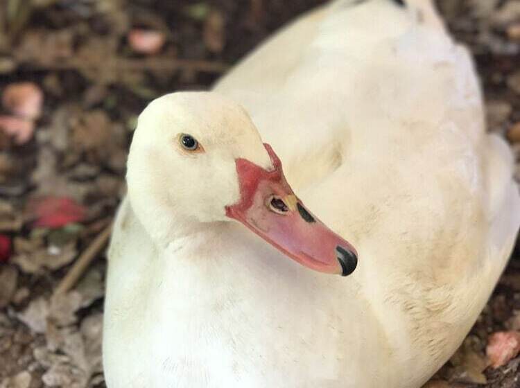 Pump Hill Farm Cottages