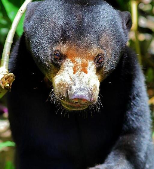 Hotel Tanini Sepilok