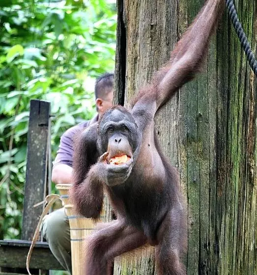Hotelli Tanini Sepilok