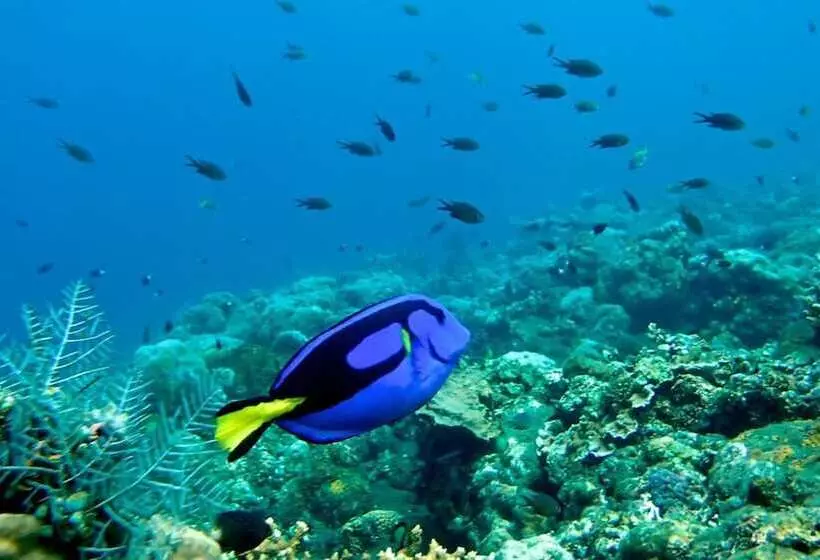 Toyabali  Resort