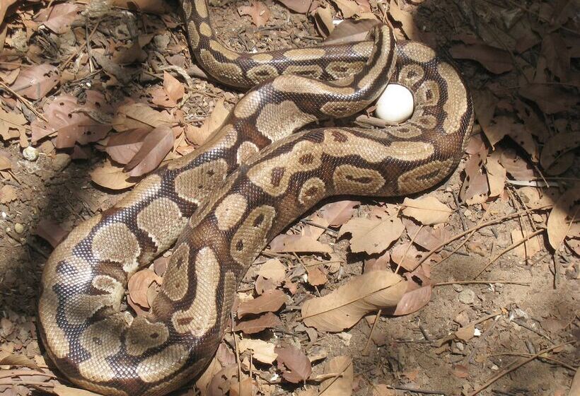 B&b Villa Calliandra