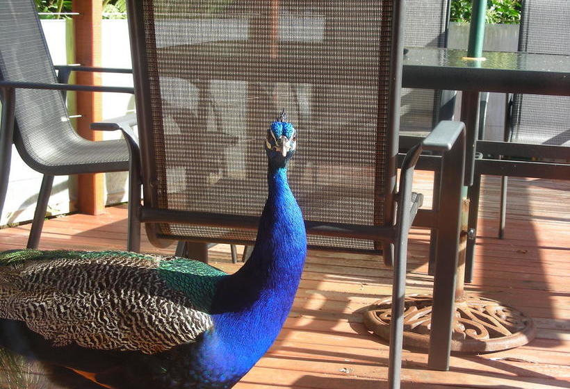 ベッドアンドブレックファースト Amber Lodge Tamborine