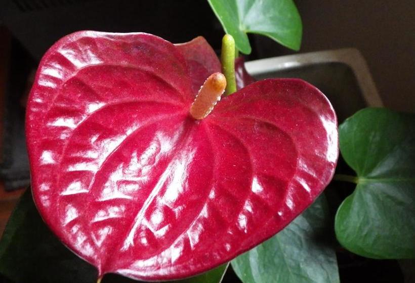 ベッドアンドブレックファースト Amber Lodge Tamborine