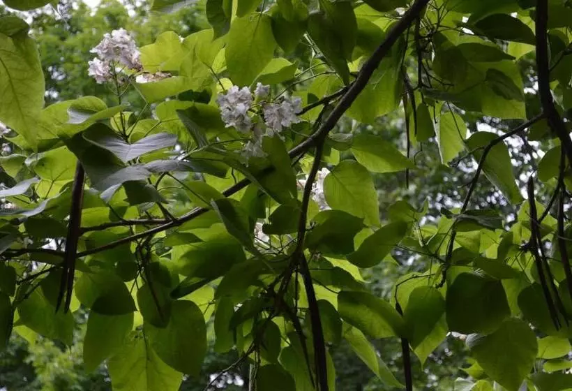 La Maison Collins B&b