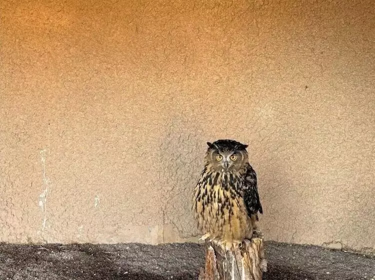 Hotelli Raptor Ranch Little Owl 1