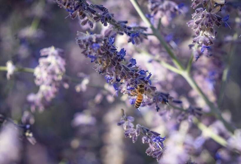 مبيت وإفطار The Loubird Inn