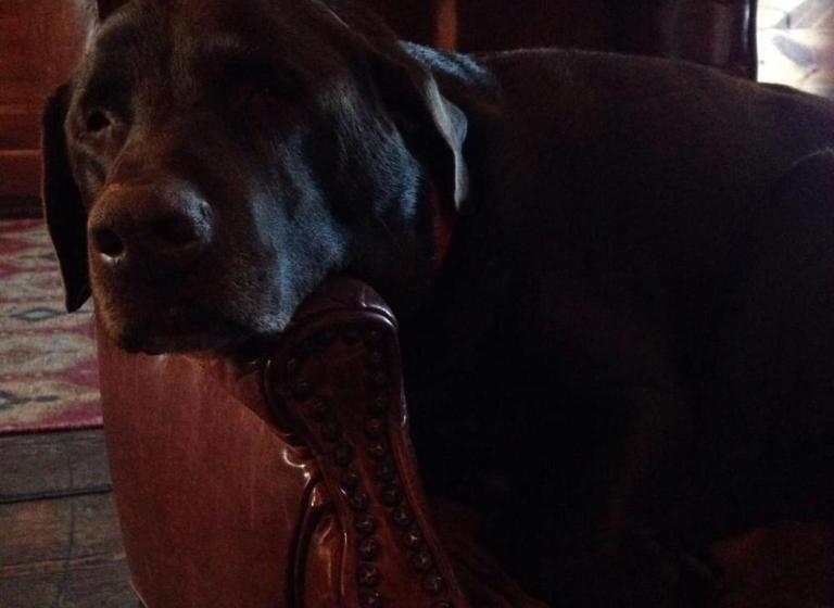 צימר The Outing Lodge