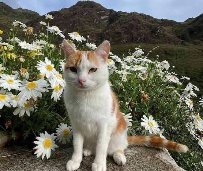 Albergue Casa De Piedra   Vaquería