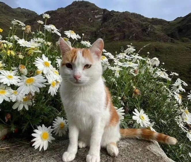 Albergue Casa De Piedra   Vaquería