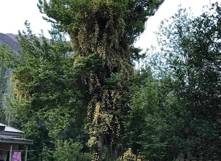 پانسیون Pecone Resort