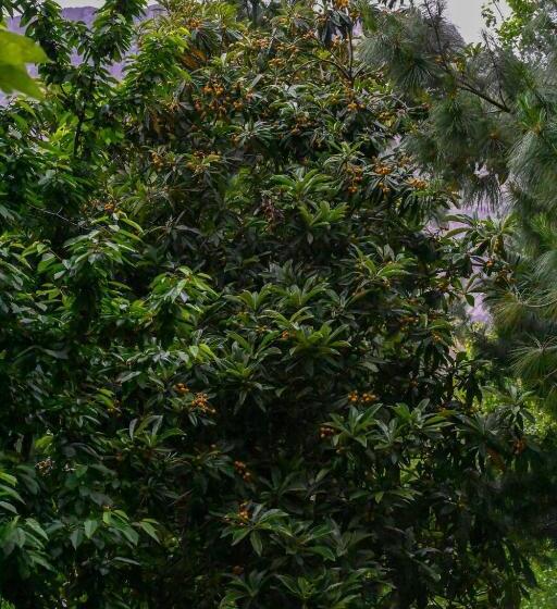 پانسیون Pecone Resort