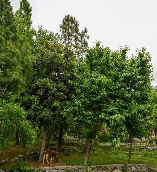 پانسیون Pecone Resort