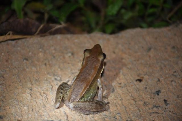 Green Water Resort   Mountain Villa With Natural Pool