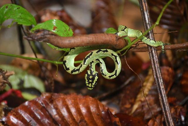 Green Water Resort   Mountain Villa With Natural Pool