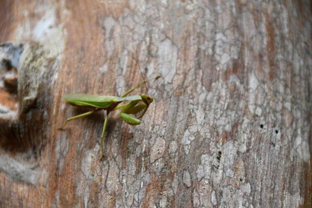 Green Water Resort   Mountain Villa With Natural Pool