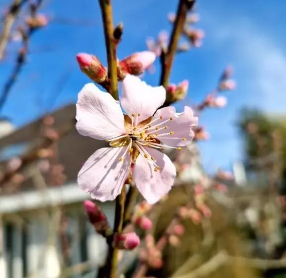 Aamiaismajoitus (B&B) Gästezimmer Gerlafingen