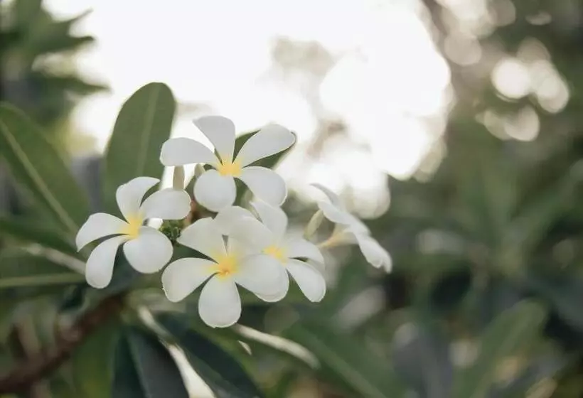 ホテル Bananaleaf Wedding Cafe & Resort