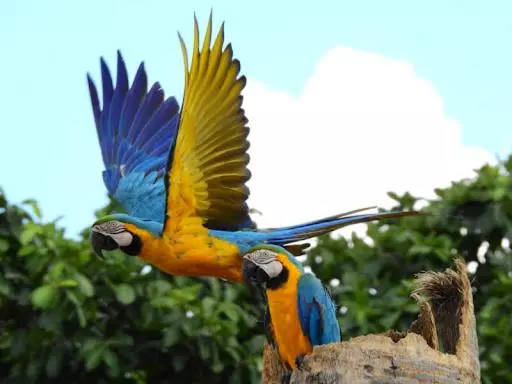 ホテル Pousada Casa Amarela Arara