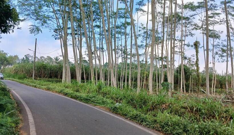 Hospedaria Eltari Pine House