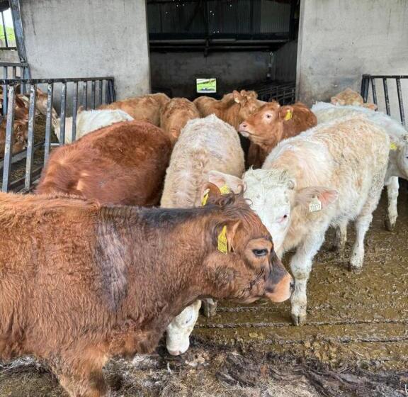 Bed and Breakfast Glendale House