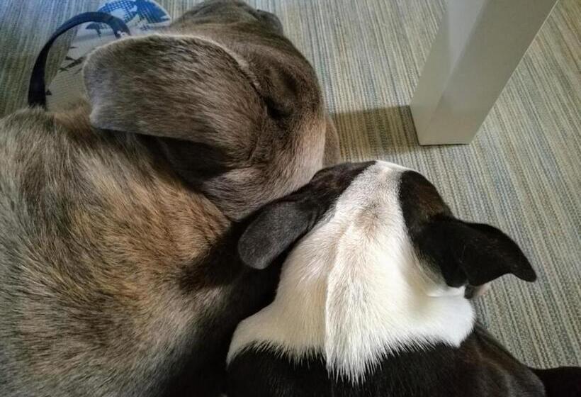 ベッドアンドブレックファースト La Véthinoise